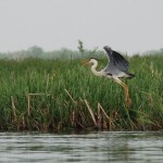 Grey heron by Anna Ostrowska