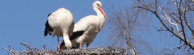 European stork village in Poland