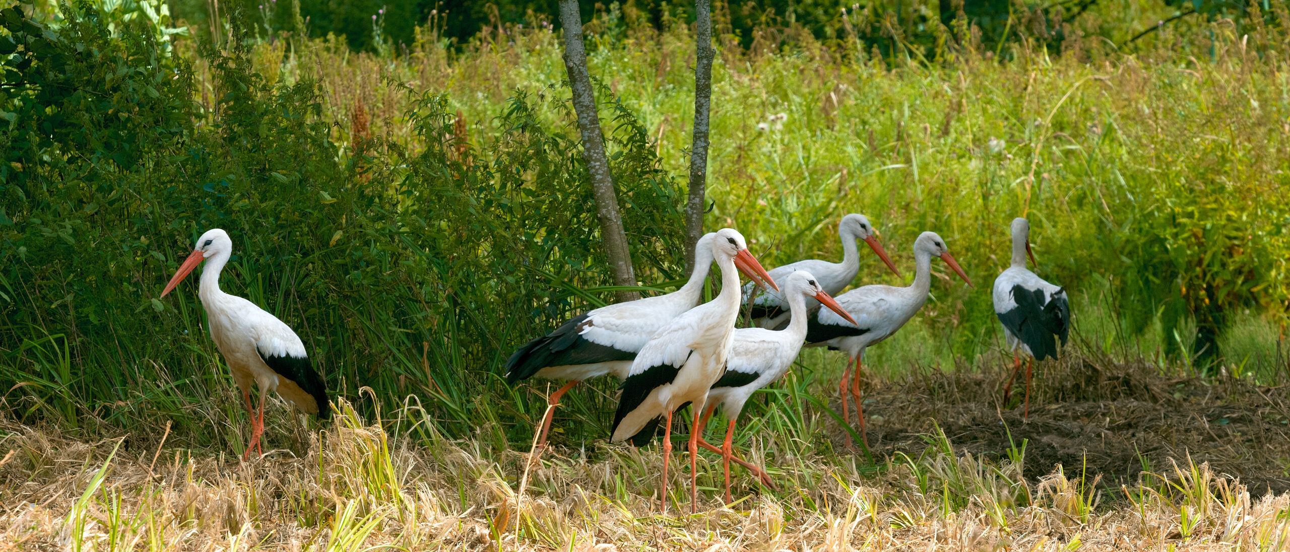 Storks in Poland